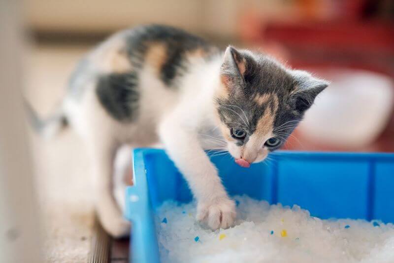 yavru kediye kum kabı seçimi